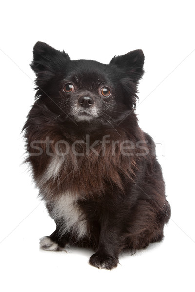 Hund Studio säugetier reinrassig hunde Stock foto © eriklam