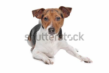 Jack Russel Terrier dog Stock photo © eriklam