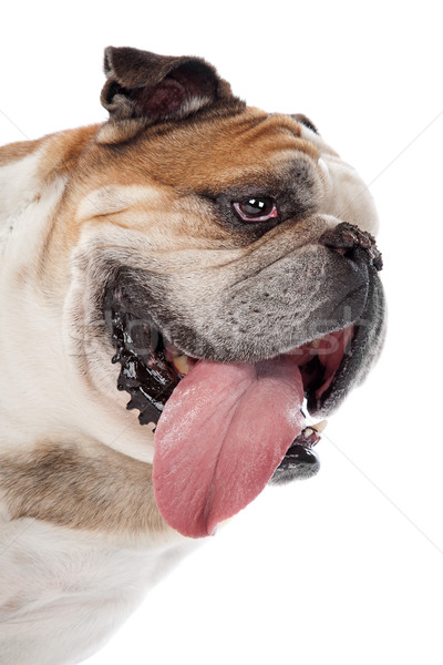 Englisch Bulldogge weiß Tier Stier ein Stock foto © eriklam