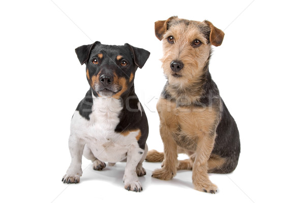 jack russel and airedale terrier  Stock photo © eriklam