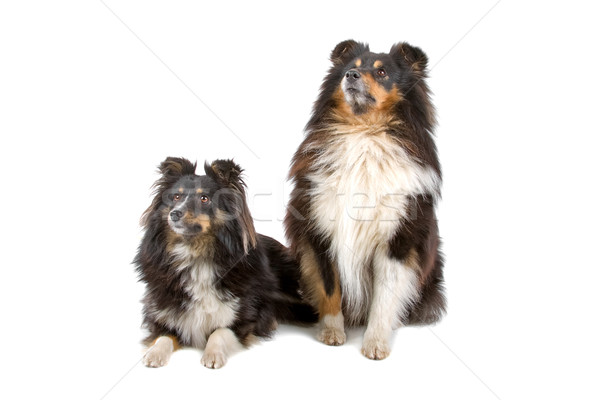 two shetland sheepdogs Stock photo © eriklam