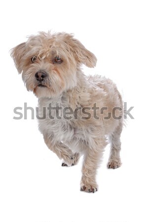 Karışık köpek beyaz Stok fotoğraf © eriklam