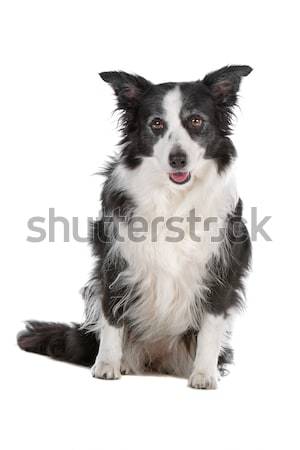 Border collie isolato bianco cane confine Foto d'archivio © eriklam