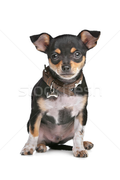 Foto stock: Negro · bronceado · perro · fondo · animales · mamífero