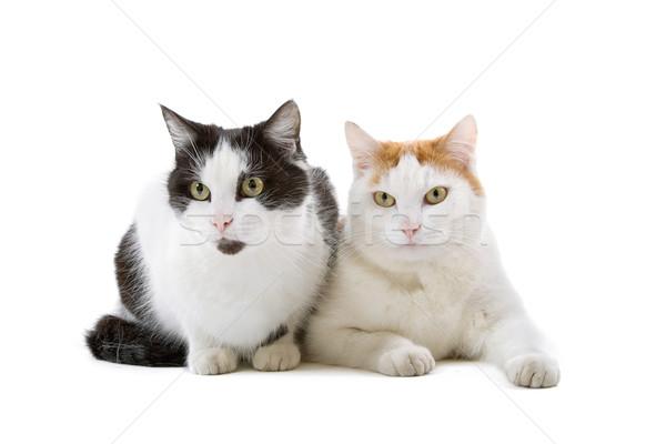 two european short-haired cats Stock photo © eriklam
