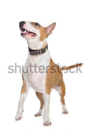 Stock photo: english staffordshire bull terrier