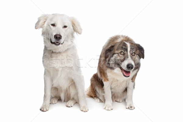 Stock photo: Aidi or atlas mountain dog