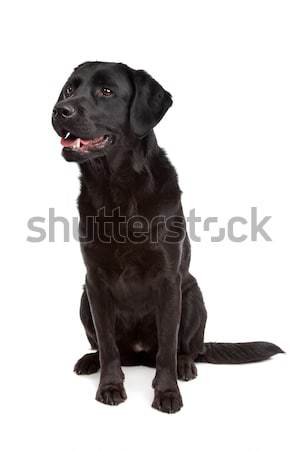 Black Labrador Stock photo © eriklam