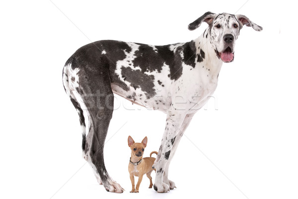 Great Dane HARLEQUIN and a chihuahua Stock photo © eriklam