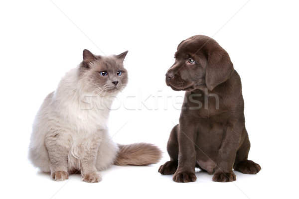 Chat chocolat labrador chiot blanche [[stock_photo]] © eriklam