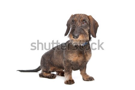 Wire Haired Dachshund Stock Photo Erik Lam Eriklam 1119846 Wire Haired Dachshund Stock Photo