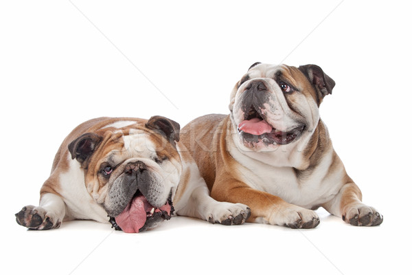 Stock photo: two English bulldogs