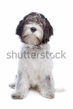 can a american cocker spaniel and a schapendoes be friends