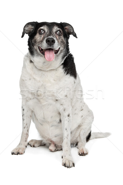 Gemengd ras hond witte dier huisdier Stockfoto © eriklam