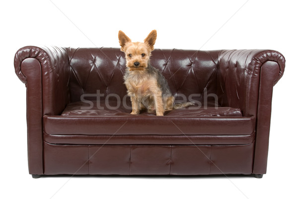 Gemengd ras half yorkshire terriër cute Stockfoto © eriklam