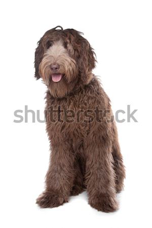 Draht Dackel Hund Vorderseite isoliert weiß Stock foto © eriklam