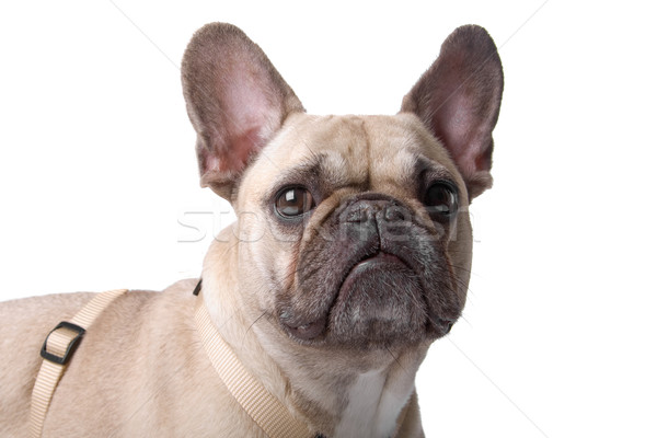 french bulldog (frenchie) Stock photo © eriklam