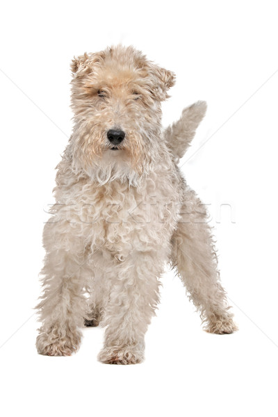 Fox terrier alambre blanco estudio mascota Foto stock © eriklam