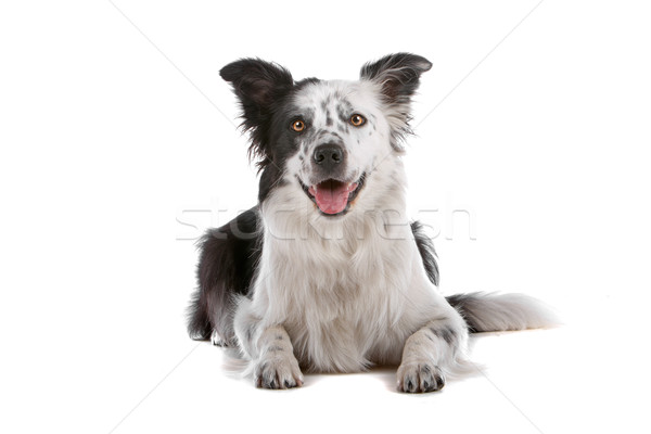 Border collie izolat alb câine frontieră Imagine de stoc © eriklam