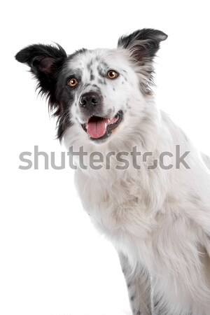 Border collie isolato bianco cane confine Foto d'archivio © eriklam