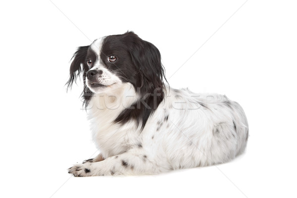 Mieszany psa biały domowych ssak Zdjęcia stock © eriklam
