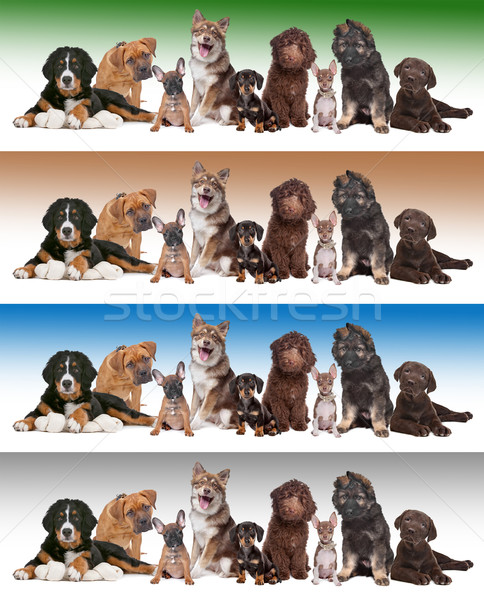 group of puppies on diverse gradient backgrounds Stock photo © eriklam