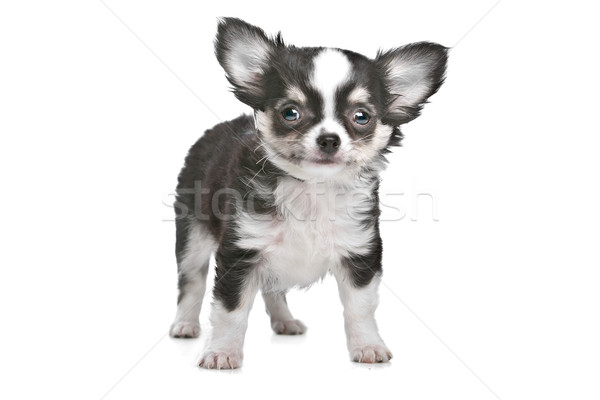 Long haired chihuahua puppy Stock photo © eriklam