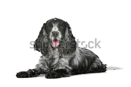 Stock photo: blue roan cocker spaniel