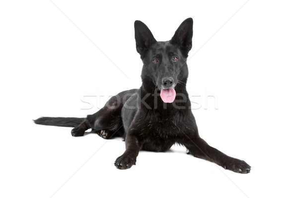 Negru cioban câine vedere Imagine de stoc © eriklam