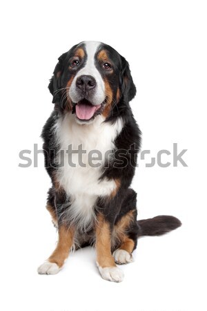 Bernese Mountain Dog Stock photo © eriklam