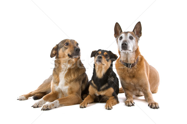 Gruppe drei gemischte Rasse Hunde isoliert Stock foto © eriklam