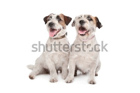 Yumuşak terriyer köpek yalıtılmış beyaz portre Stok fotoğraf © eriklam