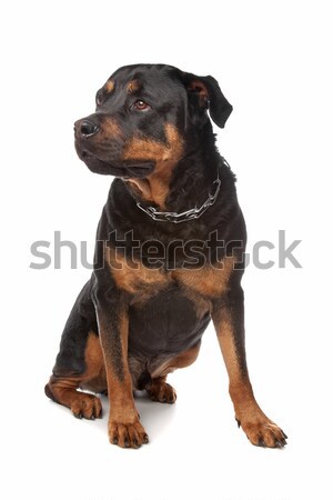 Rottweiler blanco perro estudio mamífero Foto stock © eriklam