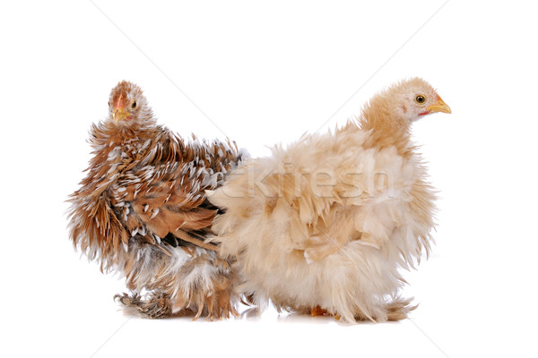 Twee achtergrond vogel kip boerderij veer Stockfoto © eriklam