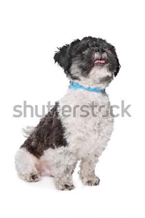 mixed breed boomer dog Stock photo © eriklam