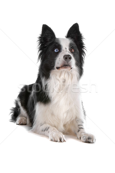 Border collie isolato bianco cane confine Foto d'archivio © eriklam