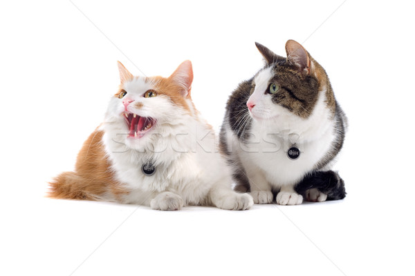 Twee brits kort katten cute geïsoleerd Stockfoto © eriklam