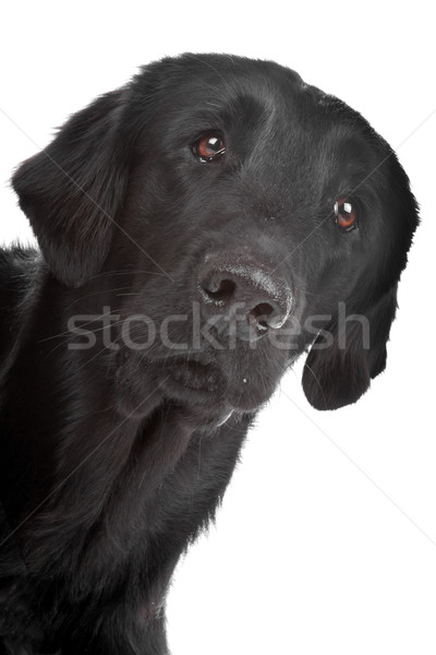 Flat coated retriever dog Stock photo © eriklam
