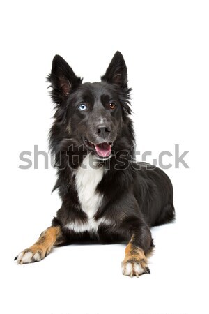 Stock photo: Finnish Lapphund in front of a white background