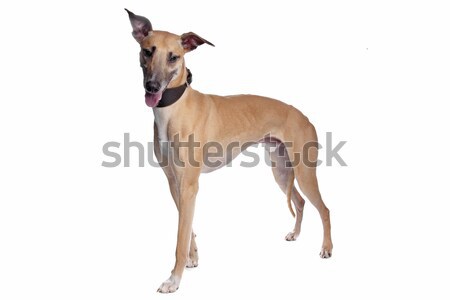 Foto stock: Galgo · perro · blanco · estudio · mascota · fondo · blanco