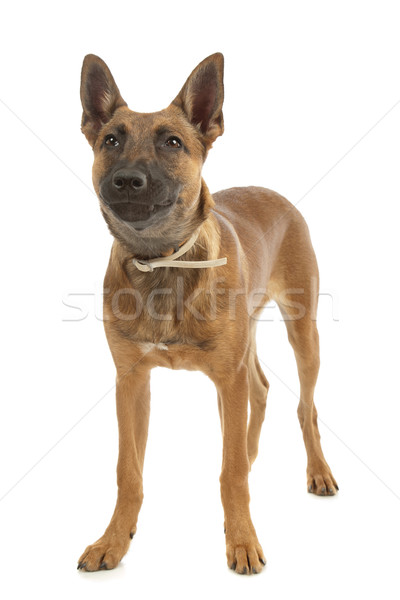 Stock photo: Belgian Shepherd Dog Malinois puppy