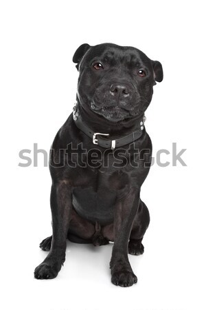 Black labrador retriever dog Stock photo © eriklam