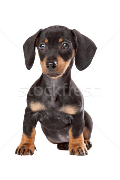 Teckel puppy witte jonge dier studio Stockfoto © eriklam