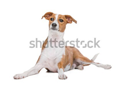 Mixto raza perro blanco estudio Foto stock © eriklam