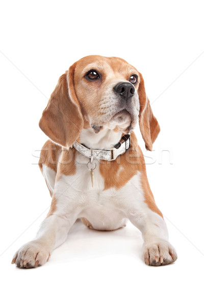Beagle weiß weißem Hintergrund braun säugetier liebenswert Stock foto © eriklam
