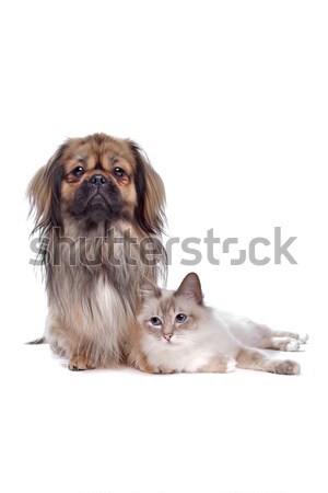 Hund Katze weiß Liebe Tiere Freund Stock foto © eriklam