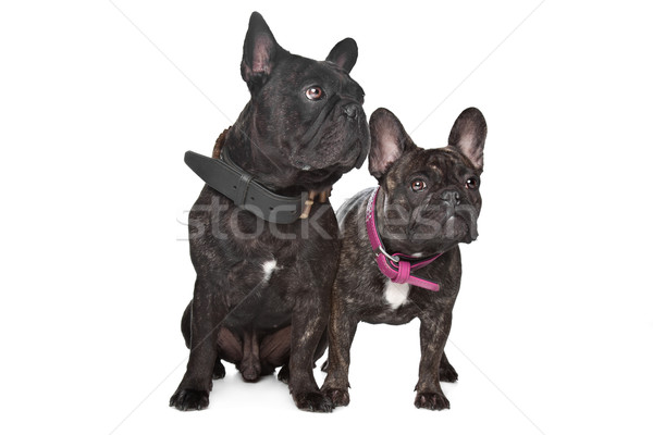 Twee donkere bruin frans hond paar Stockfoto © eriklam
