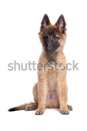 Belgian Shepherd (Tervuren) puppy Stock photo © eriklam