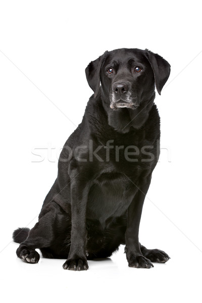 Undici anni vecchio nero labrador bianco Foto d'archivio © eriklam