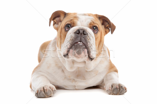 Engels bulldog witte hond dier Stockfoto © eriklam